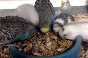 EVERYTHING IS COOL WHEN IT’S NATIONAL BIRD DAY