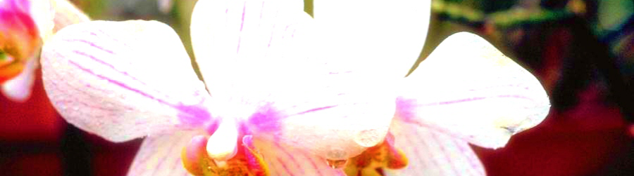 PROJECT RAIN FORESTS WAS LAUNCHED IN 1991