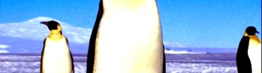 EVERYTHING IS COOL WITH PENGUIN AWARENESS DAY