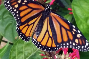 WESTERN MONARCH BUTTERFLY DAY
