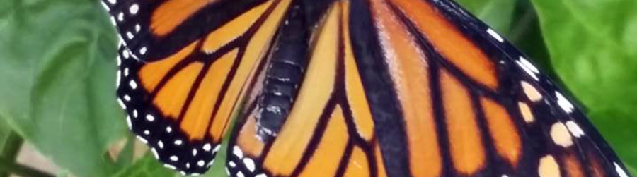 WESTERN MONARCH BUTTERFLY DAY