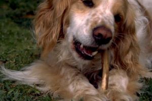 NATIONAL DOG BISCUIT DAY