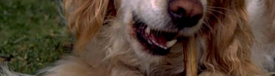 NATIONAL DOG BISCUIT DAY