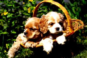 NATIONAL PUPPY DAY