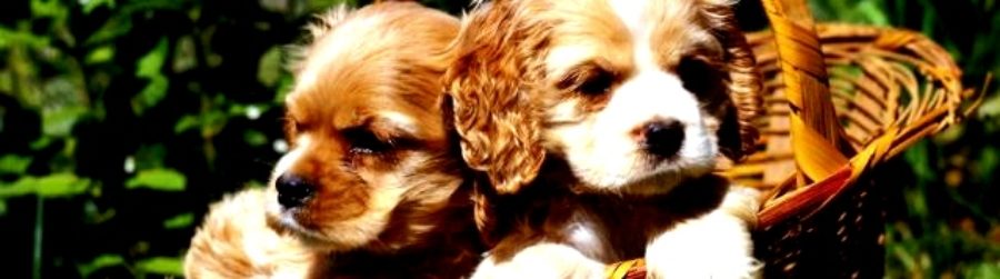 NATIONAL PUPPY DAY