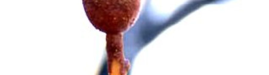 EVERYTHING COOL ABOUT NATIONAL CORN DOG DAY