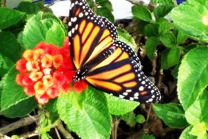 NATIONAL LEARN ABOUT BUTTERFLY DAY