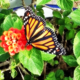 NATIONAL LEARN ABOUT BUTTERFLY DAY
