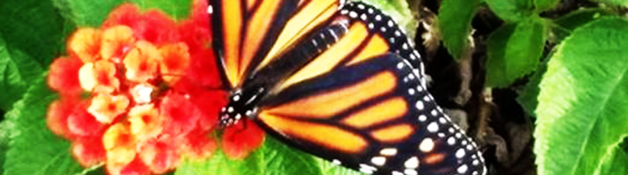 NATIONAL LEARN ABOUT BUTTERFLY DAY