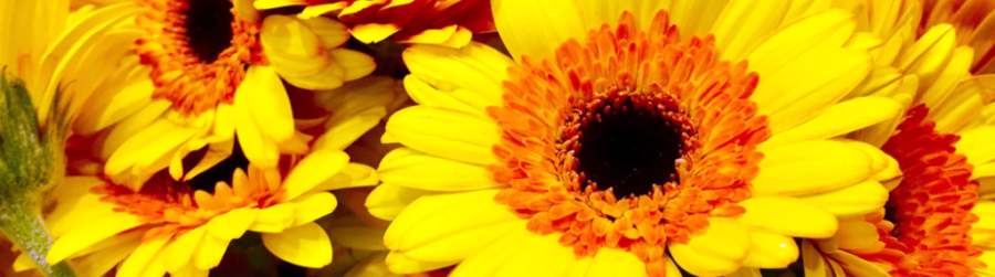NATIONAL PLANT A FLOWER DAY