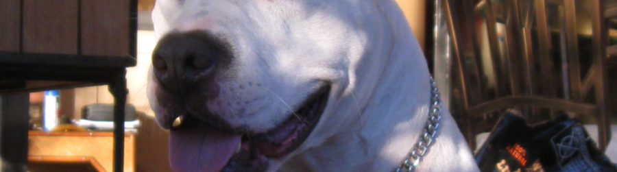 TAKE YOUR DOG TO WORK DAY…BARK, GROWL, WOOF