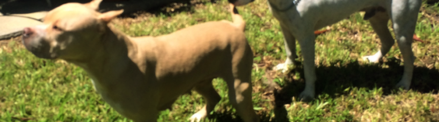 NATIONAL LOST DOG AWARENESS DAY