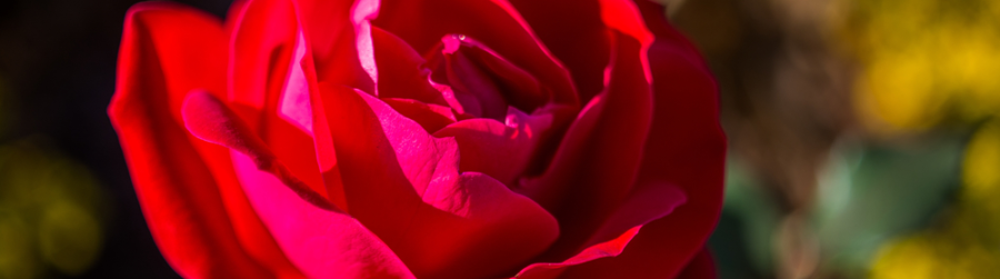 NATIONAL RED ROSE DAY, HIP HIP HOORAY