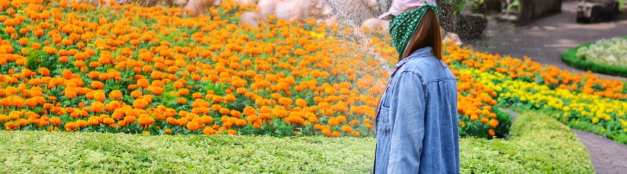 WATER A FLOWER DAY AND BEAUTIFY AMERICA