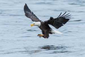 NATIONAL AMERICAN EAGLE DAY