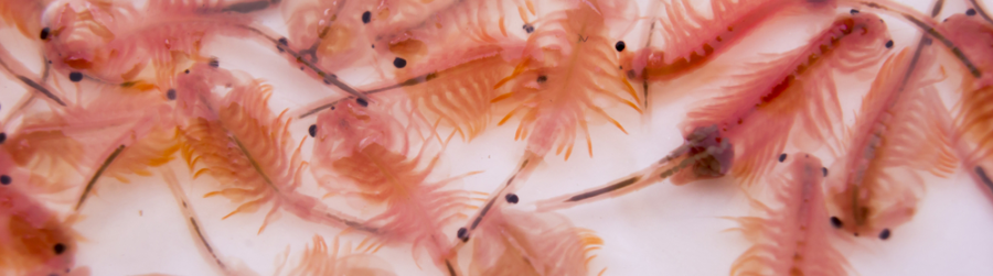 National Sea-Monkey Day!!!