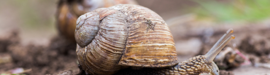NATIONAL ESCARGOT DAY