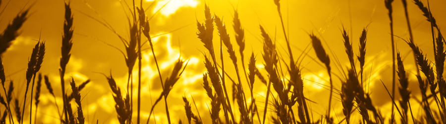 OLD FARMERS DAY, OLD MCDONALD HAD A FARM…