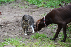 WORLD KINDNESS DAY…OH, BE NICE