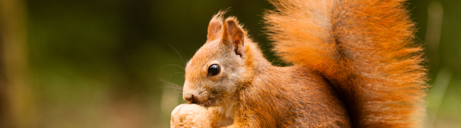 SQUIRREL APPRECIATION DAY, THEY PLANT ACORNS…