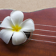 PLAY YOUR UKULELE DAY, FOUR STRING WONDER FROM HAWAII