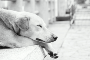 FESTIVAL OF SLEEP…SLEEP IN LATE AND NAP PERIODICALLY