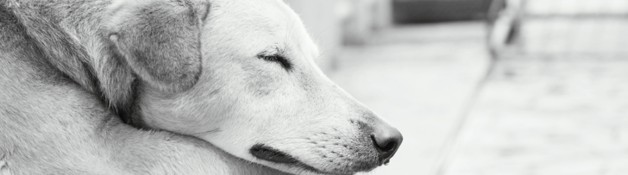 FESTIVAL OF SLEEP…SLEEP IN LATE AND NAP PERIODICALLY