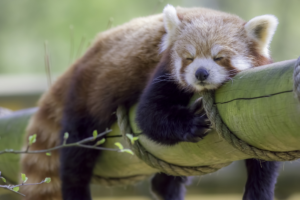 NATIONAL PUBLIC SLEEPING DAY, CATCH SOME ZZZ’S