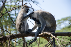 NATIONAL MONKEY DAY, TIME TO MONKEY AROUND…