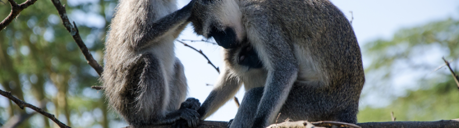 NATIONAL MONKEY DAY, TIME TO MONKEY AROUND…