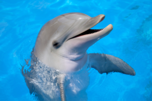 NATIONAL DOLPHIN DAY